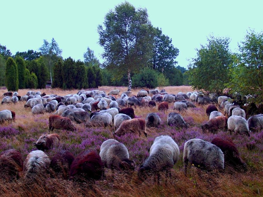 Landgasthof Heidetal بيتسيندورف المظهر الخارجي الصورة